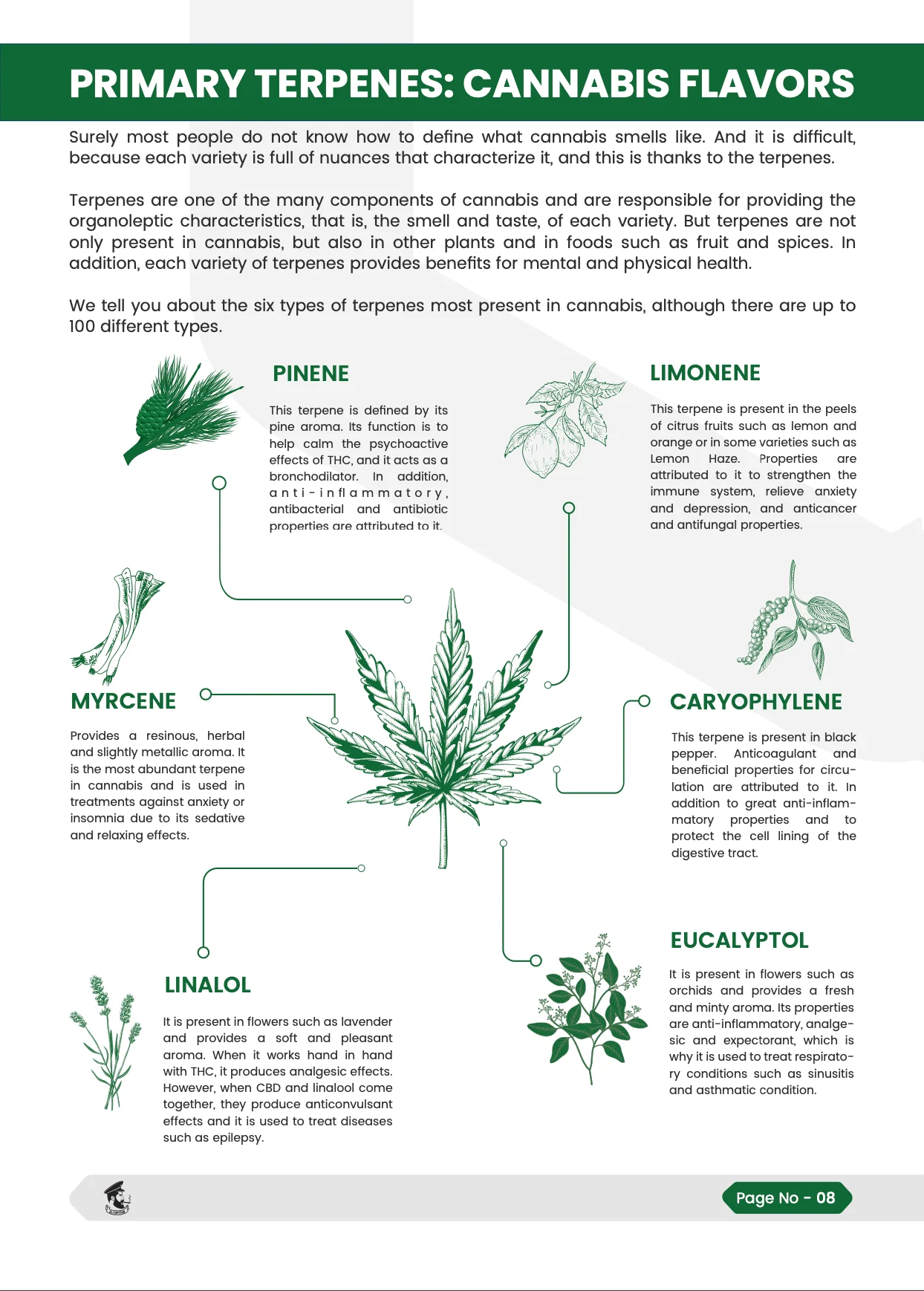THC and CBD | Cannabis Guide - Image 4